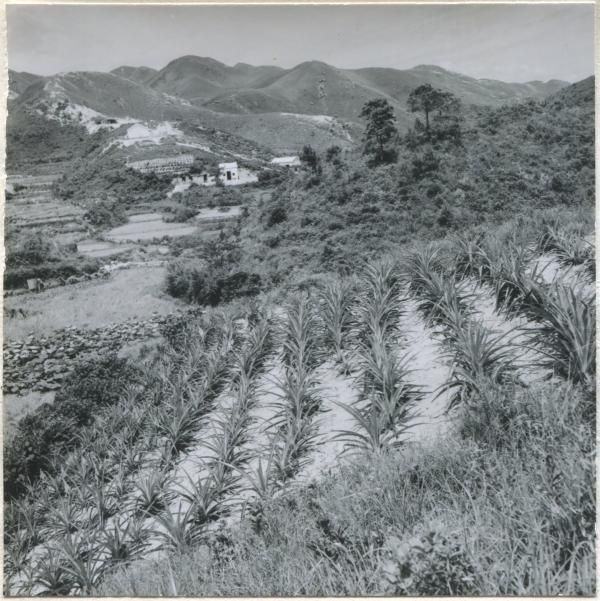 攝影：張北銘, （1964) 圖片來源：香港大學地理系